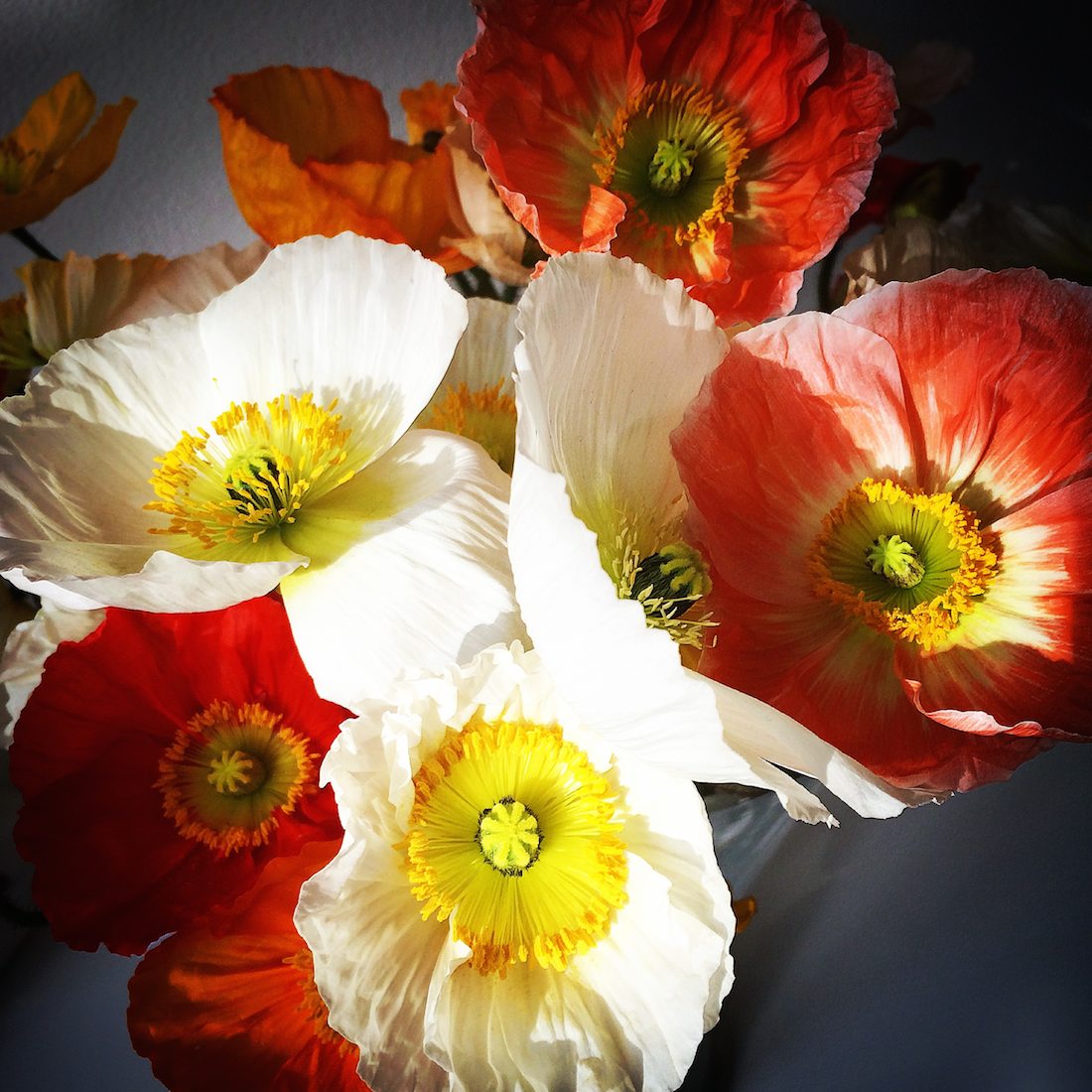spring-poppies-voyager-boheme