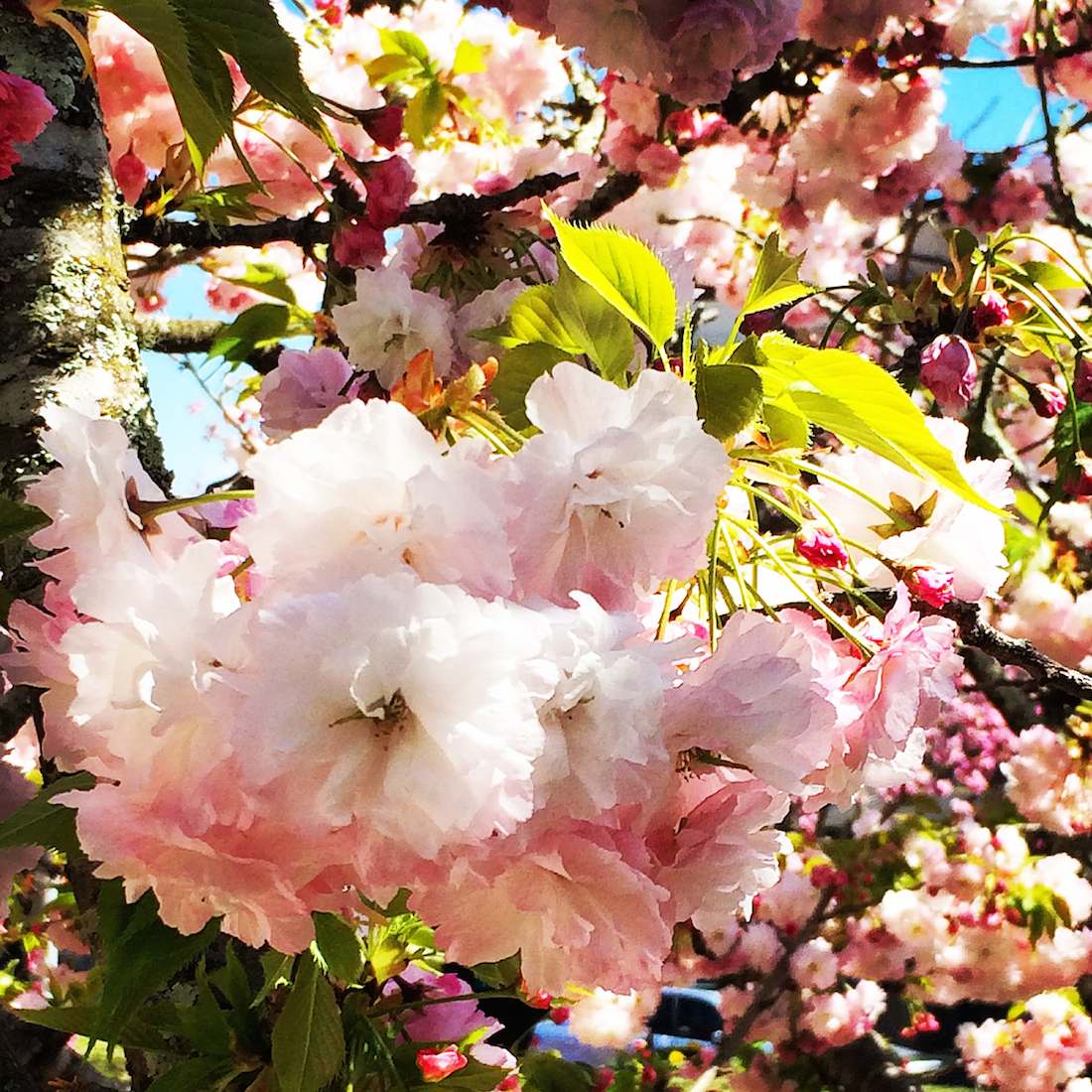 cherry-blossoms-leura